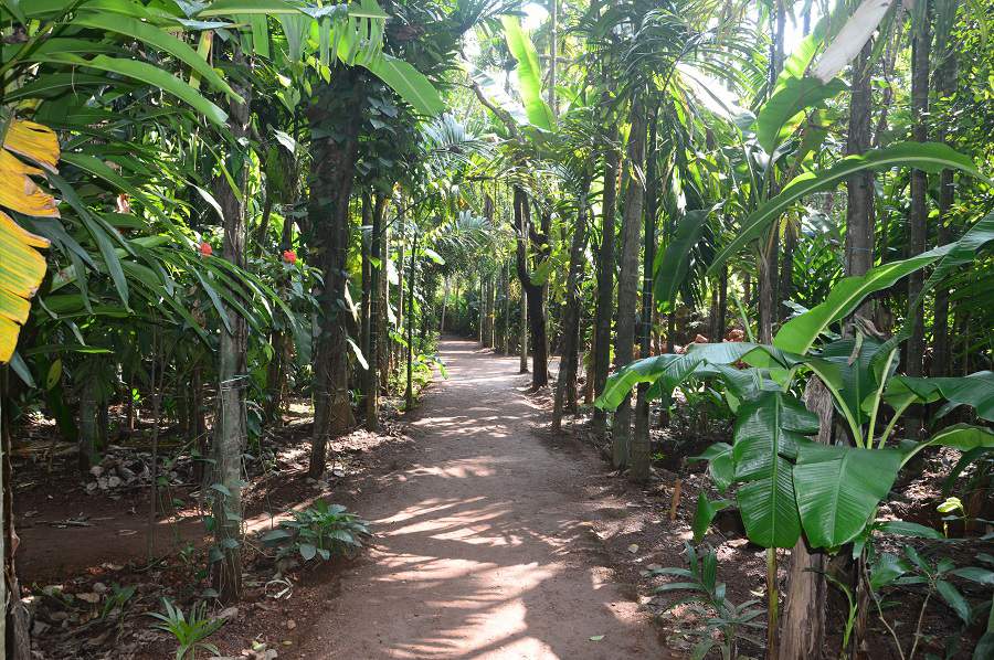 Dudhsagar Waterfalls & Spice Plantation Tour