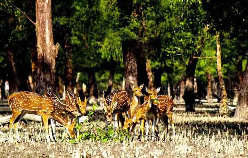 Excursion To Sunderbans With Jungle Safari