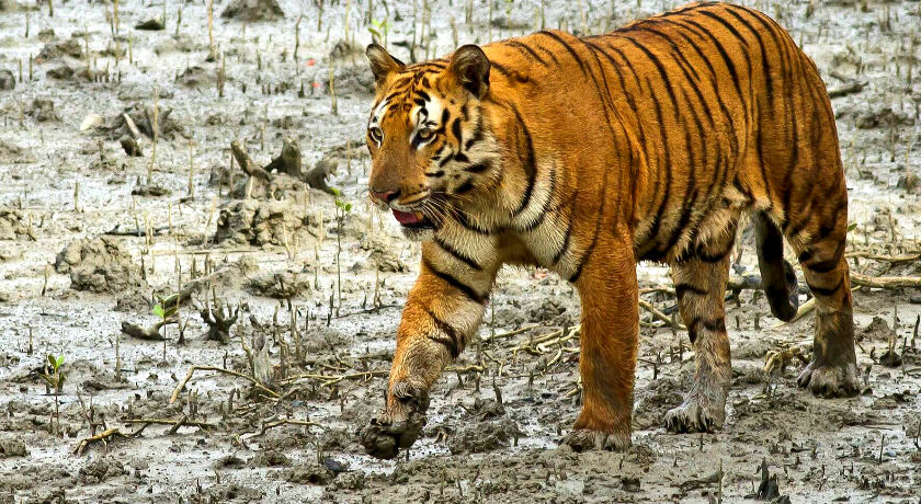 Excursion To Sunderbans With Jungle Safari