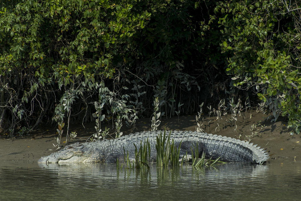 Excursion To Sunderbans With Jungle Safari